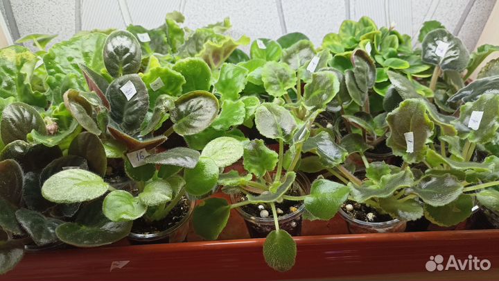 Стартеры и детки сортовых фиалок