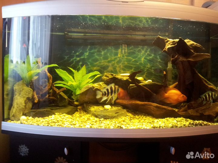 Аквариум Ferplast Cayman 110 Scenic+JBL1901