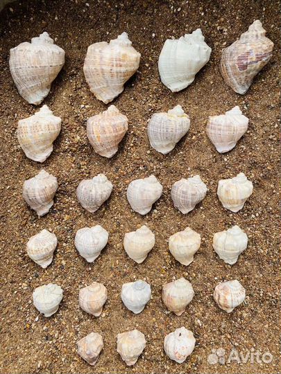 Морские ракушки