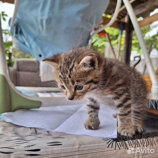 Котенок в Ответственные руки