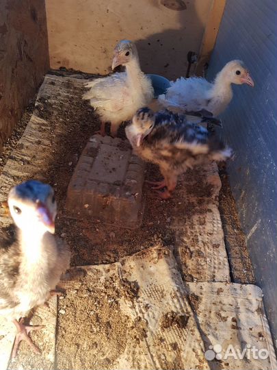 Инкубационное яйцо племенных Индеек