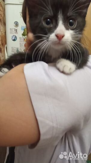 Котенок 1,5 мес ищет дом