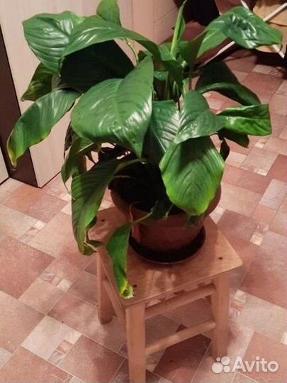 Спатифиллум