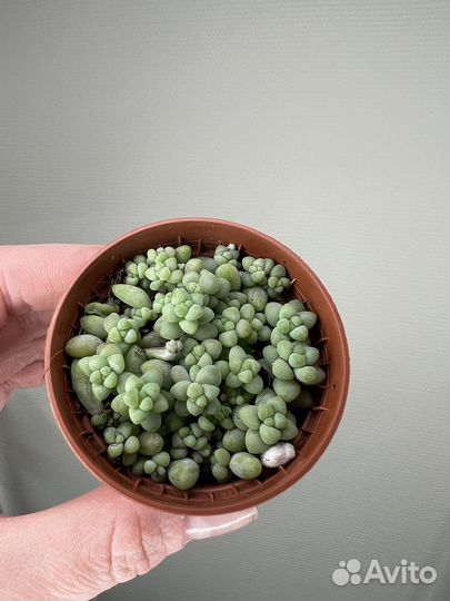 Седум буритто сталя суккуленты