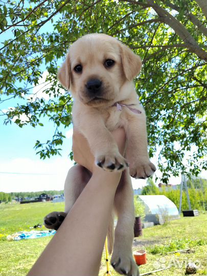 Щенки лабрадора