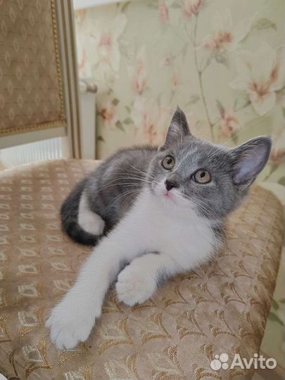 Породистые кошки