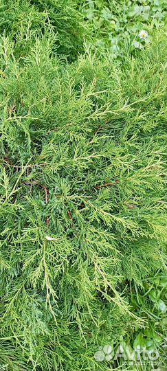 Туя горизонтальная