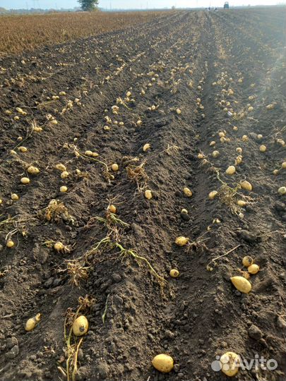 Кортофель местный. второй урожай коломба. галла