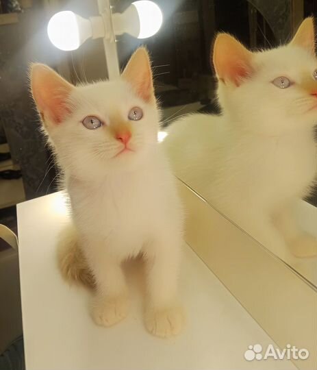 Тайские сиамские котята чистокровные