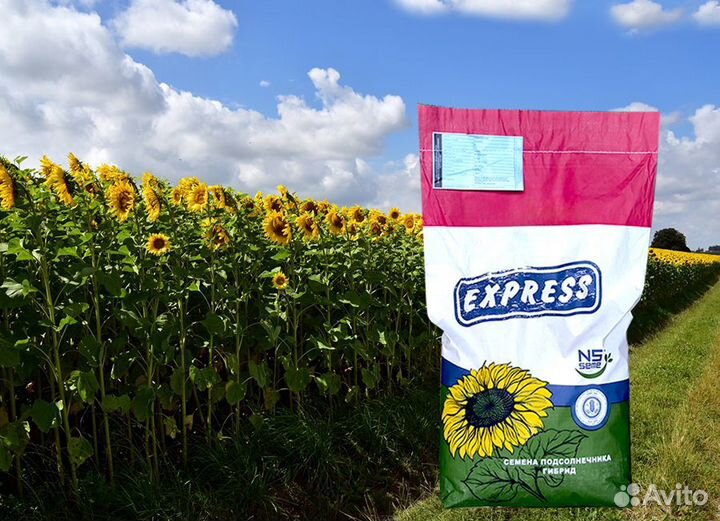 Гибриды семена подсолнечника нсх 6012