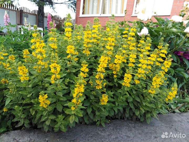 Люпин,вербенник,турец гвоздика,хризантемма,жемчужн