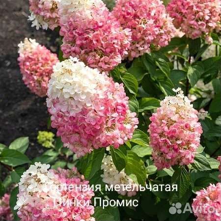 Гортензия метельчатая