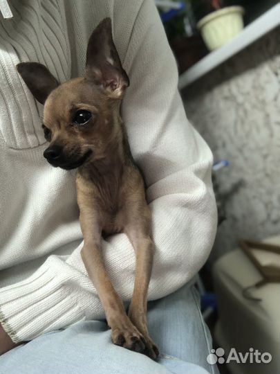 Случка бавсика