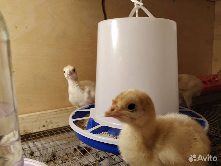 Индюшата биг-6