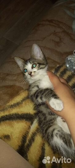 Котята 2 месяца (мальчик и девочка )