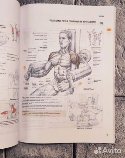 Анатомия силовых упражнений