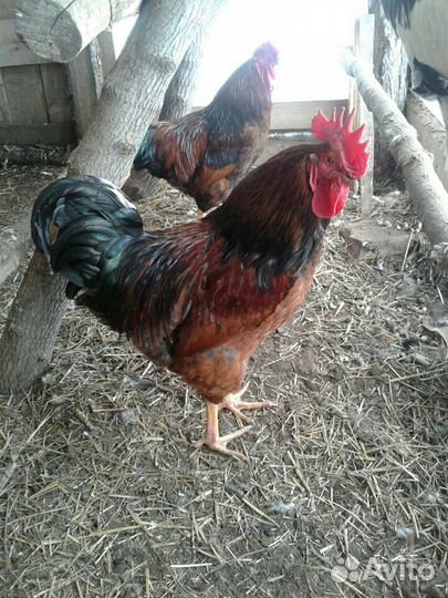 Инкубоционные яицы