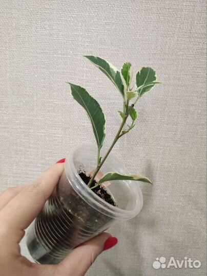 Фикус ретуза гавайская