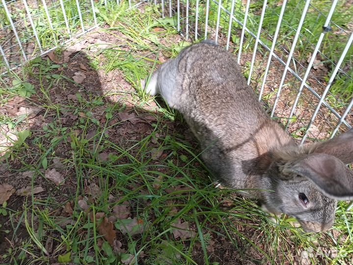 Самец Фландер