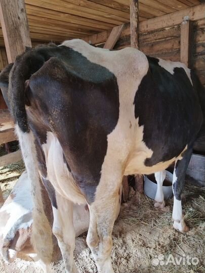Корова дойная