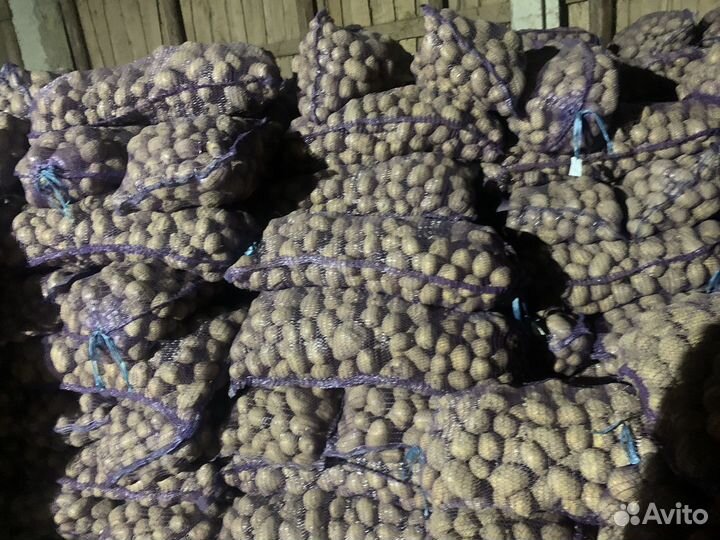 Картофель сорт гала