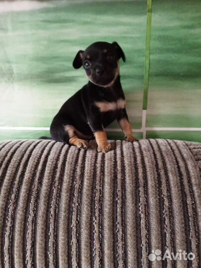 Той-терьер щенок