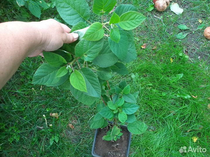 Гортензия древовидная Меджикал Пинкербелл