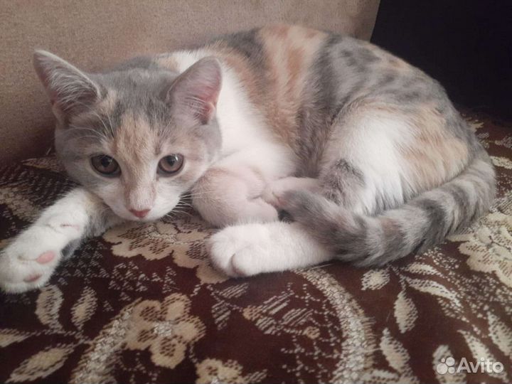 Котёнок