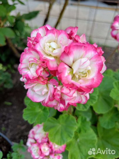 Пеларгония герань