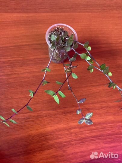 Коллизия голд,бьянка и зеленая