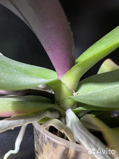 Орхидея фаленопсис Надион