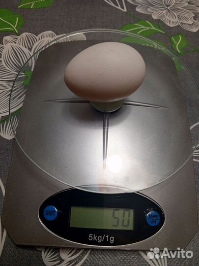 Домашние куриные яйца