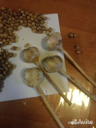 Однозубки чеснока