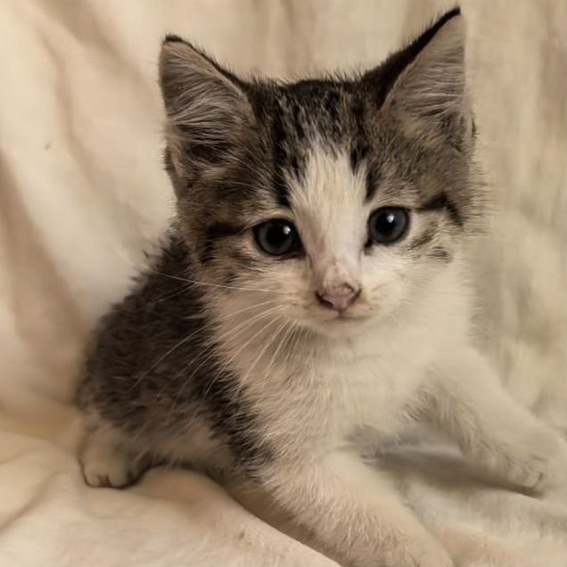 Котёнок в добрые руки