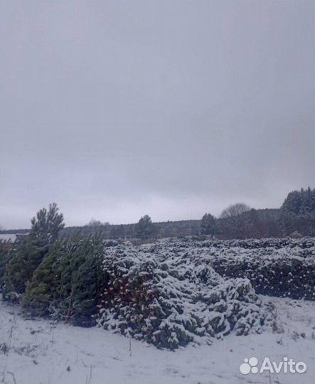 Ель малый опт