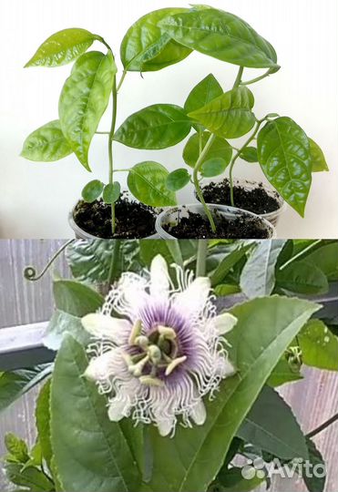 Сеянцы экзот. растений для домашнего выращивания