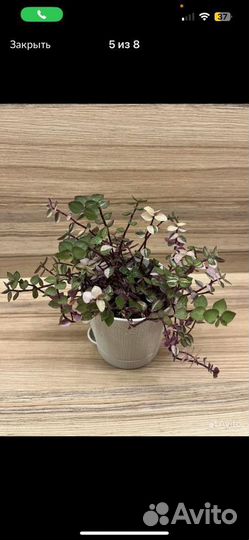 Каллизия бьянка