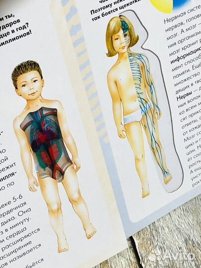 Тело человека. Мой первый атлас