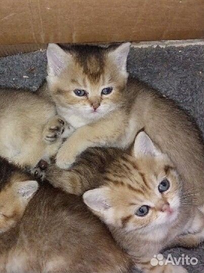 Золотые котята