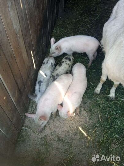 Поросенок ландрас