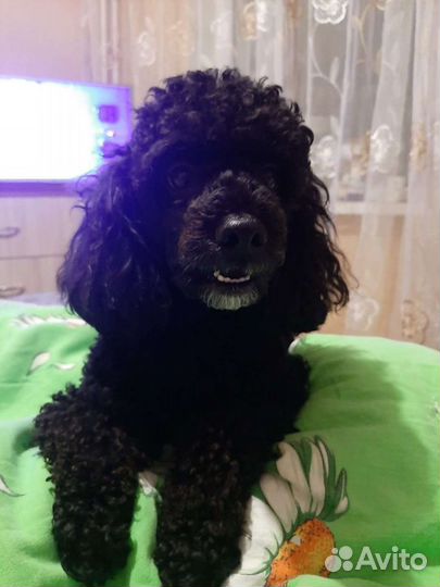 Пудель вязка