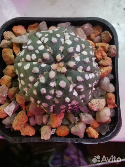 Кактусы супер кабуто