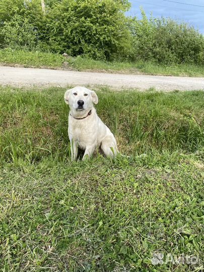 Метис лабрадора