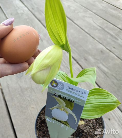 Cypripedium Sabine Pastel