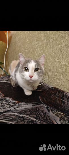 Кошка
