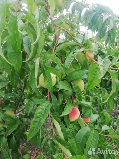 Саженцы Персика. Яблони