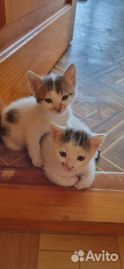 Котята в добрые руки мальчики