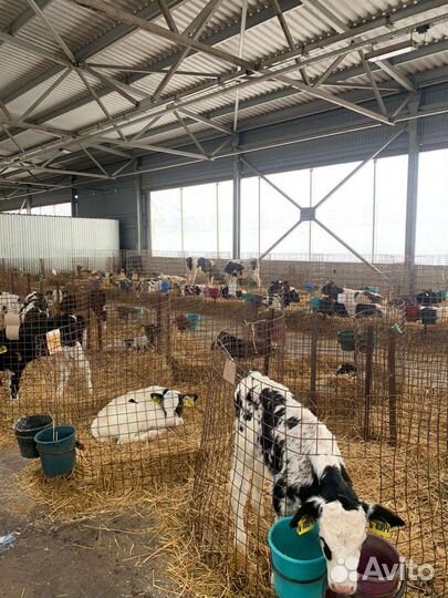 Бычки тёлки