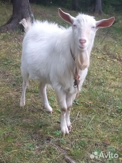 Козел зааненский