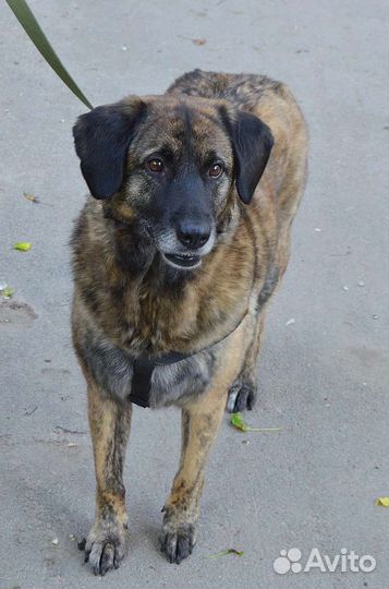 Добрая собака